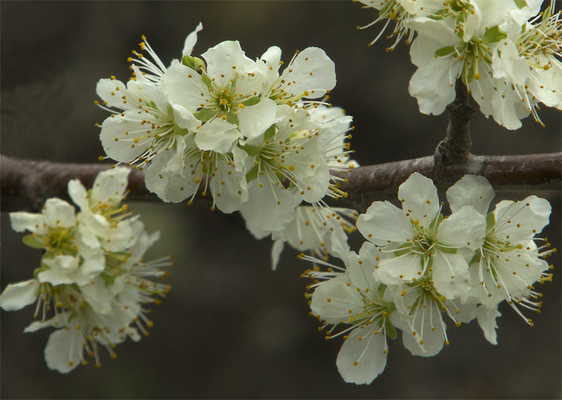 Don BrownSpring Blossoms