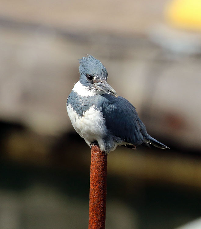 Wilma HarvieKingfisher