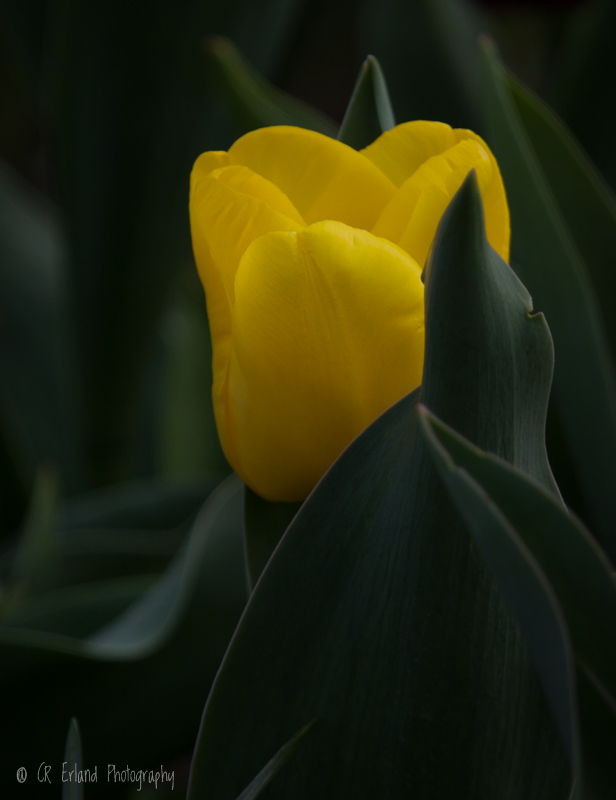 RacineYellow Tulip