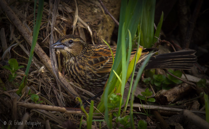 Racine ErlandHiding in the Bush