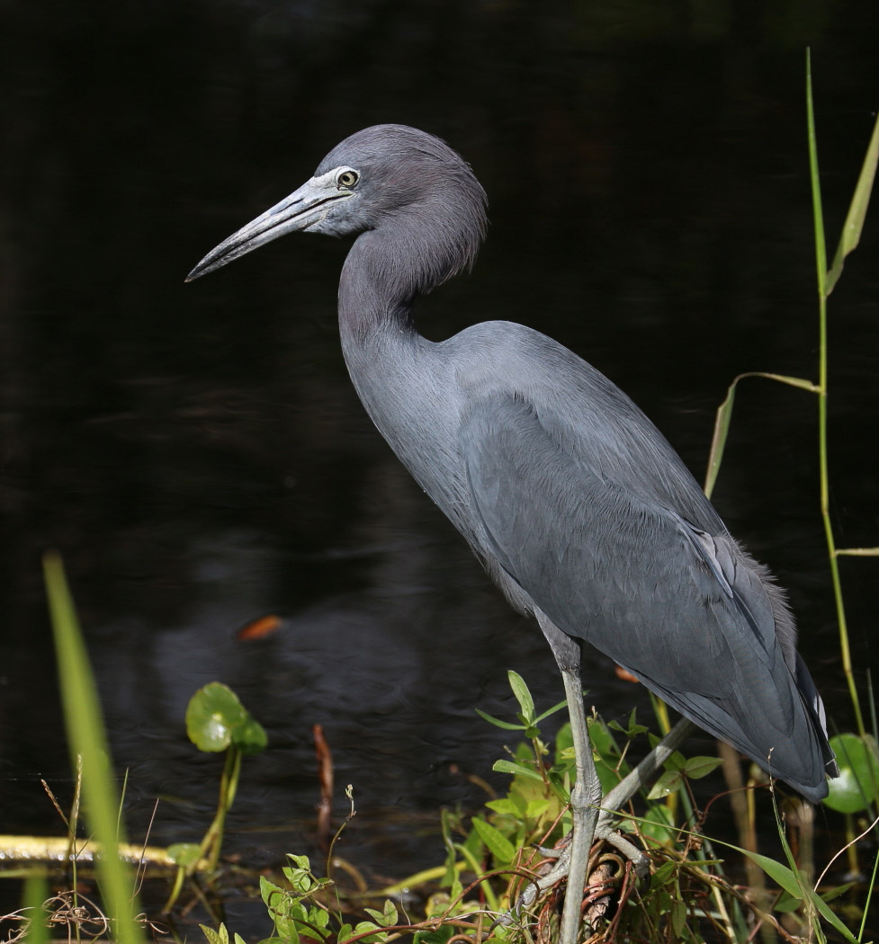 Little Blue Heron<br>David Stewart.<br>CAPA 2015  Wildlife