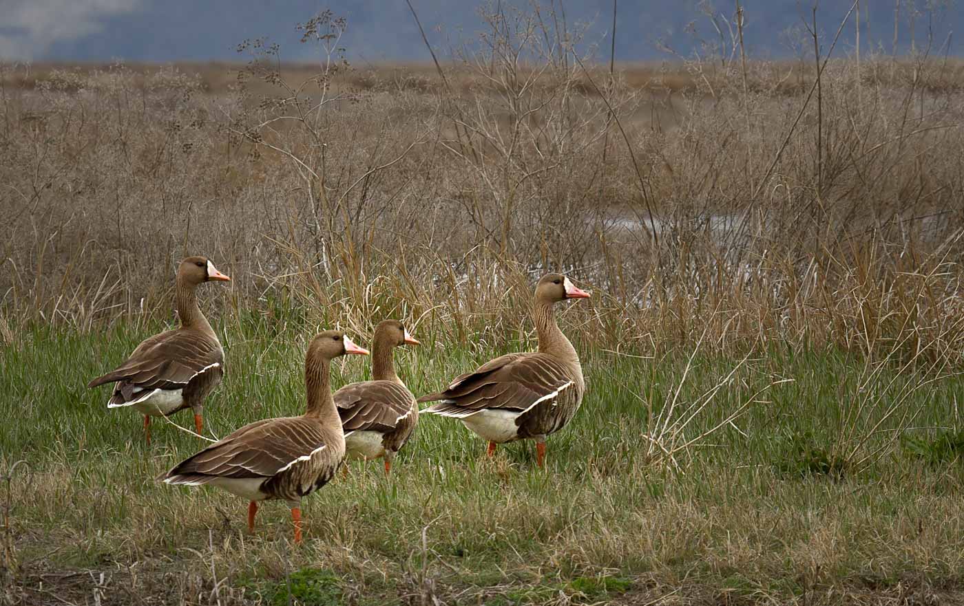 White-Fronted Geese<br>Racine Erland<br>CAPA 2015  Wildlife