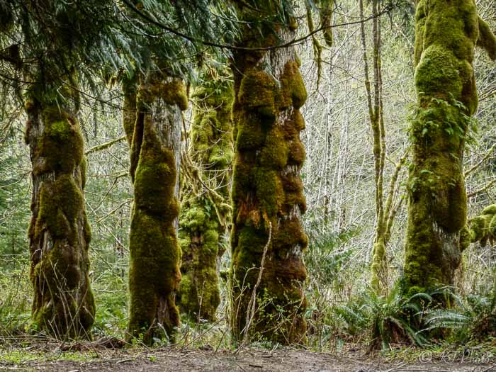 k Wills mossy totems