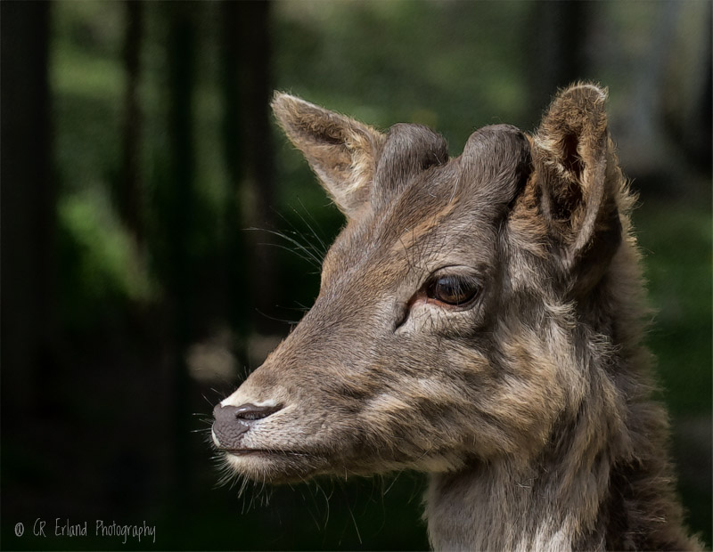 Racine ErlandSika Deer - Calf