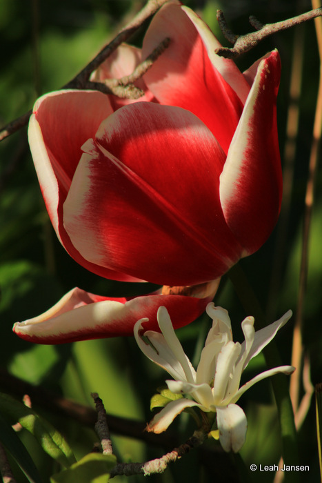 Leah Jansen<br>Colorful tulip