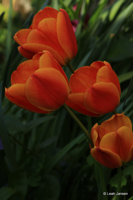 Leah JansenColorful tulips