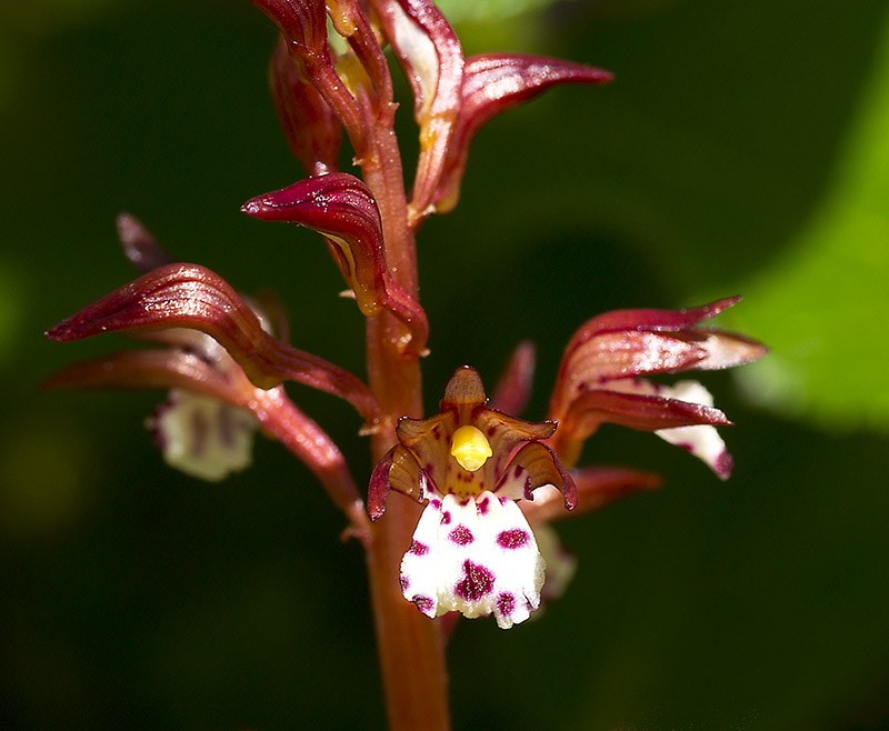 Don Brown Spotted Coral Root
