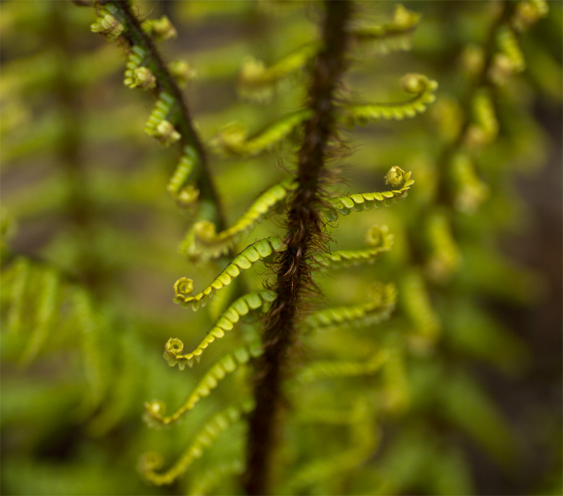 Don BrownFinnerty Ferns