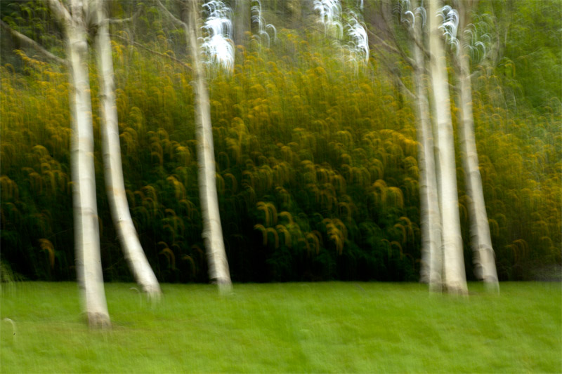 Don BrownBirch Trees