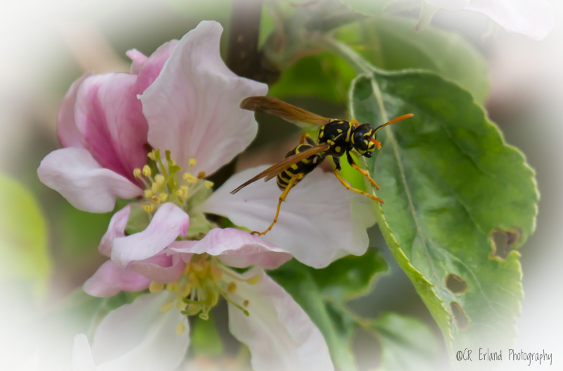 Racine ErlandWild Pollinator