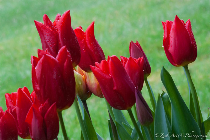Zosia MillerMarch's Tulips