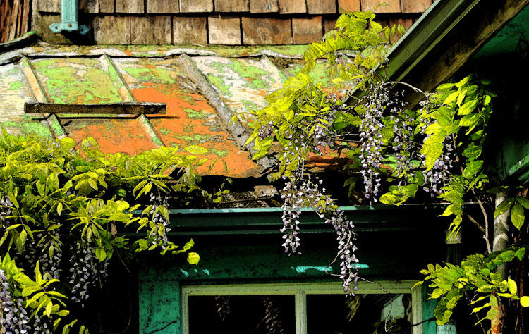 Wilma HarvieWisteria overtakes  roof