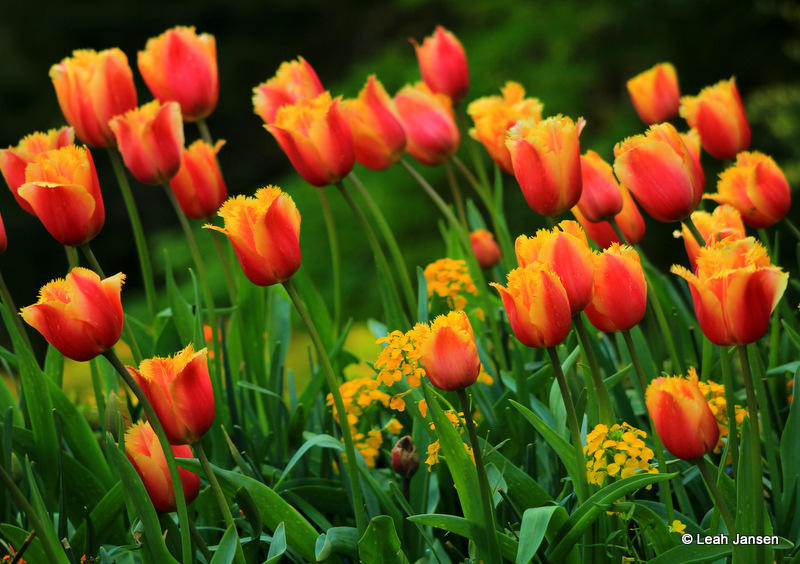 Leah Jansen<br>Colorful tulips at butchart gardens #2