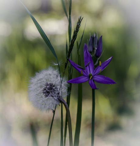 Lois DeEll<br>May 2015 Evening Favourites<br>Theme: Wildflowers<br>Royal Purple Camas - 1st
