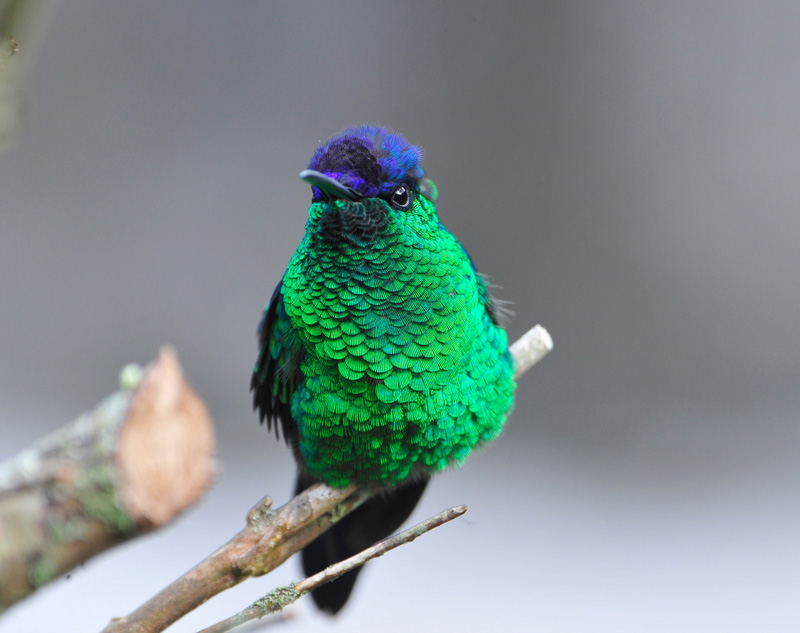 Cim MacDonald Emerald Hummingbird