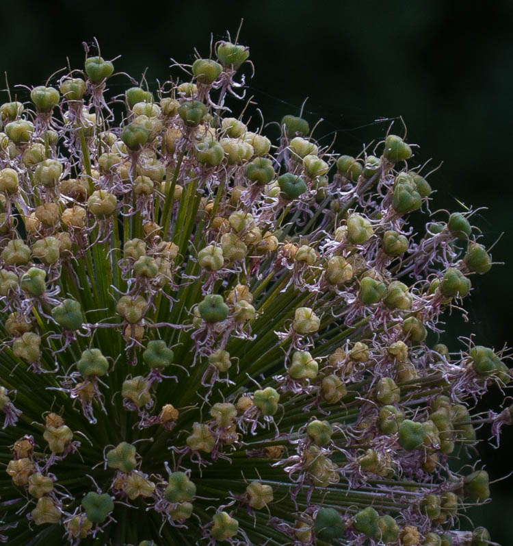 Racine ErlandGoing to Seed