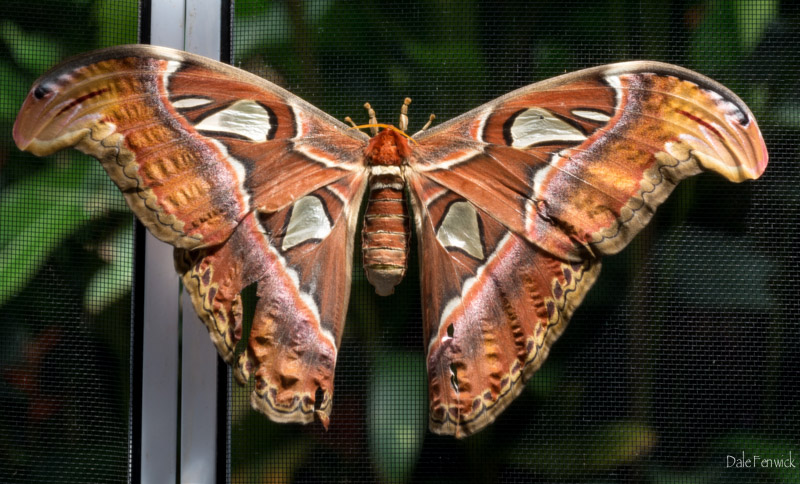 Dale FenwickAtlas Moth