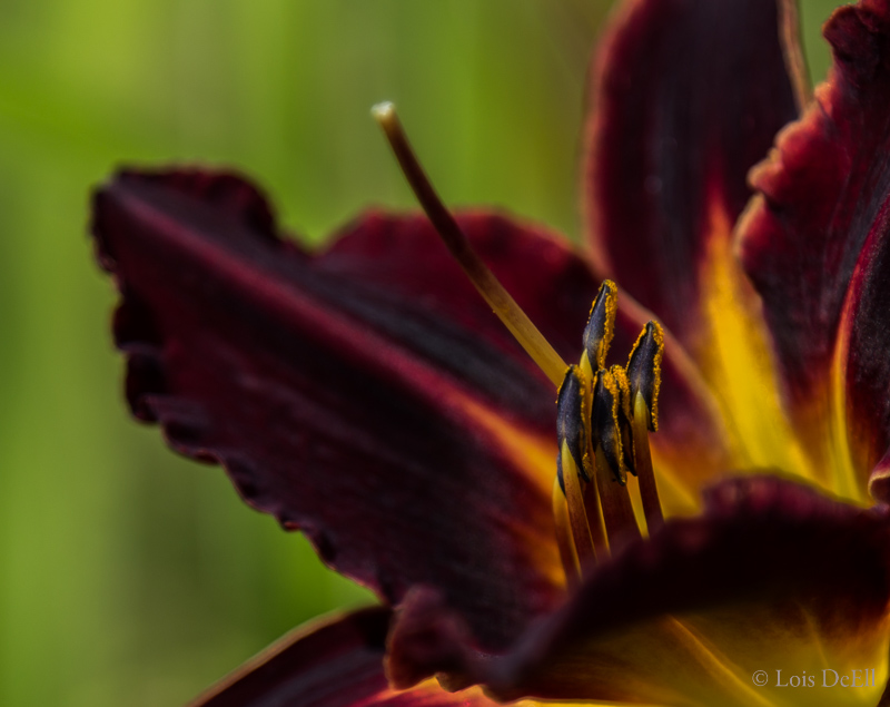 Lois DeEll Daylily In Red