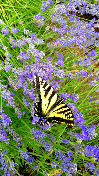 Leah JansenMonarch Butterfly