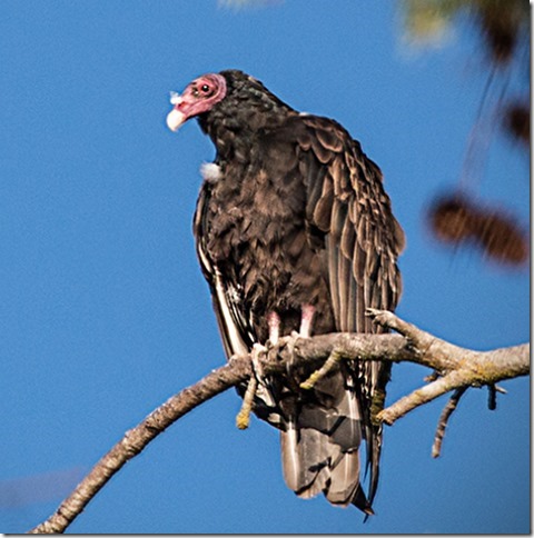 Jens L Turkey Vulture 