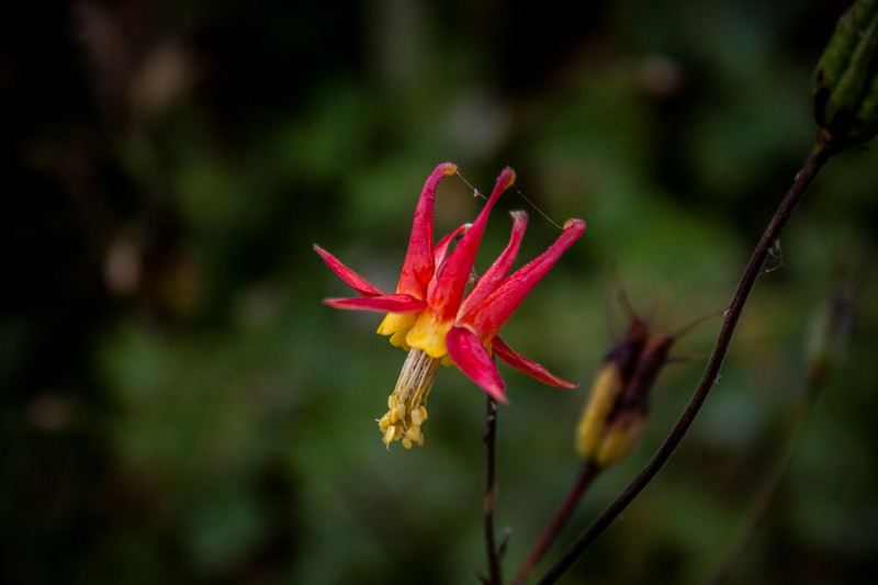 Carl ErlandMountain Meadow Flower