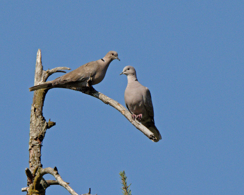 M.E.RosenA Pair Of Eurasian Collard Doves