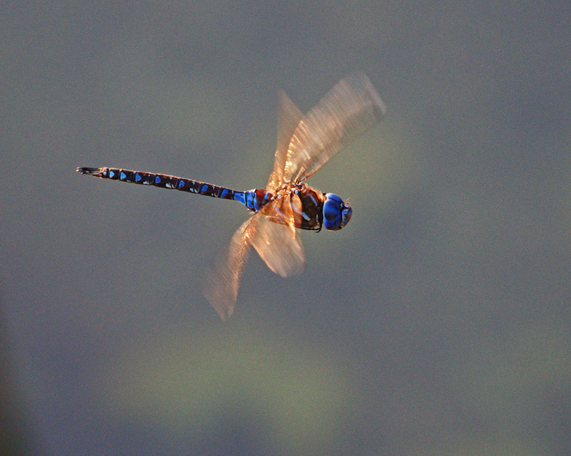 M.E.RosenSunrise Dragonfly