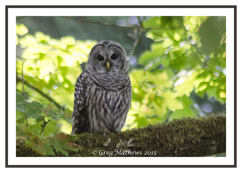 Greg Mathews - Barred Owl.jpg