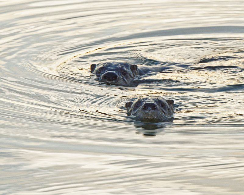 M.E.RosenCurios River Otters