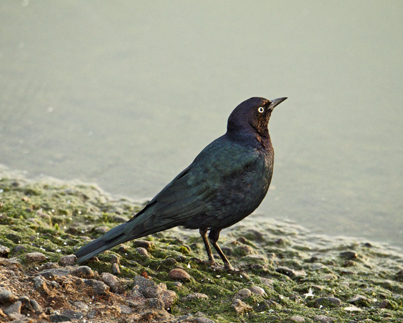 M.E.RosenBrewer's Blackbird
