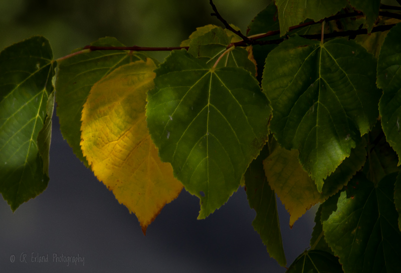 Racine ErlandGreen and Yellow Leaves