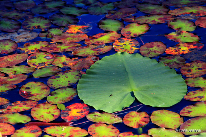 Leah JansenLily pads