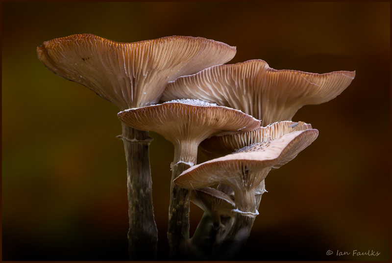 Ian Faulksfungi on fungi