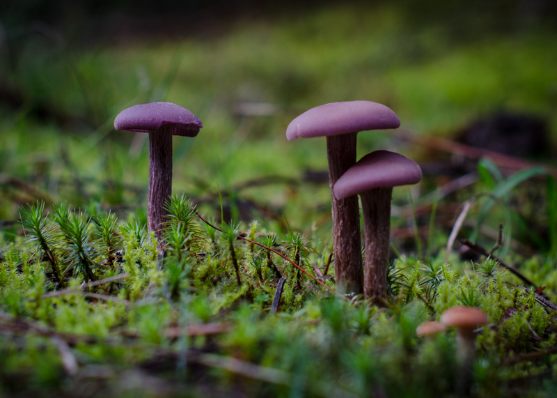 Valerie Payne Purple Mushrooms.jpg