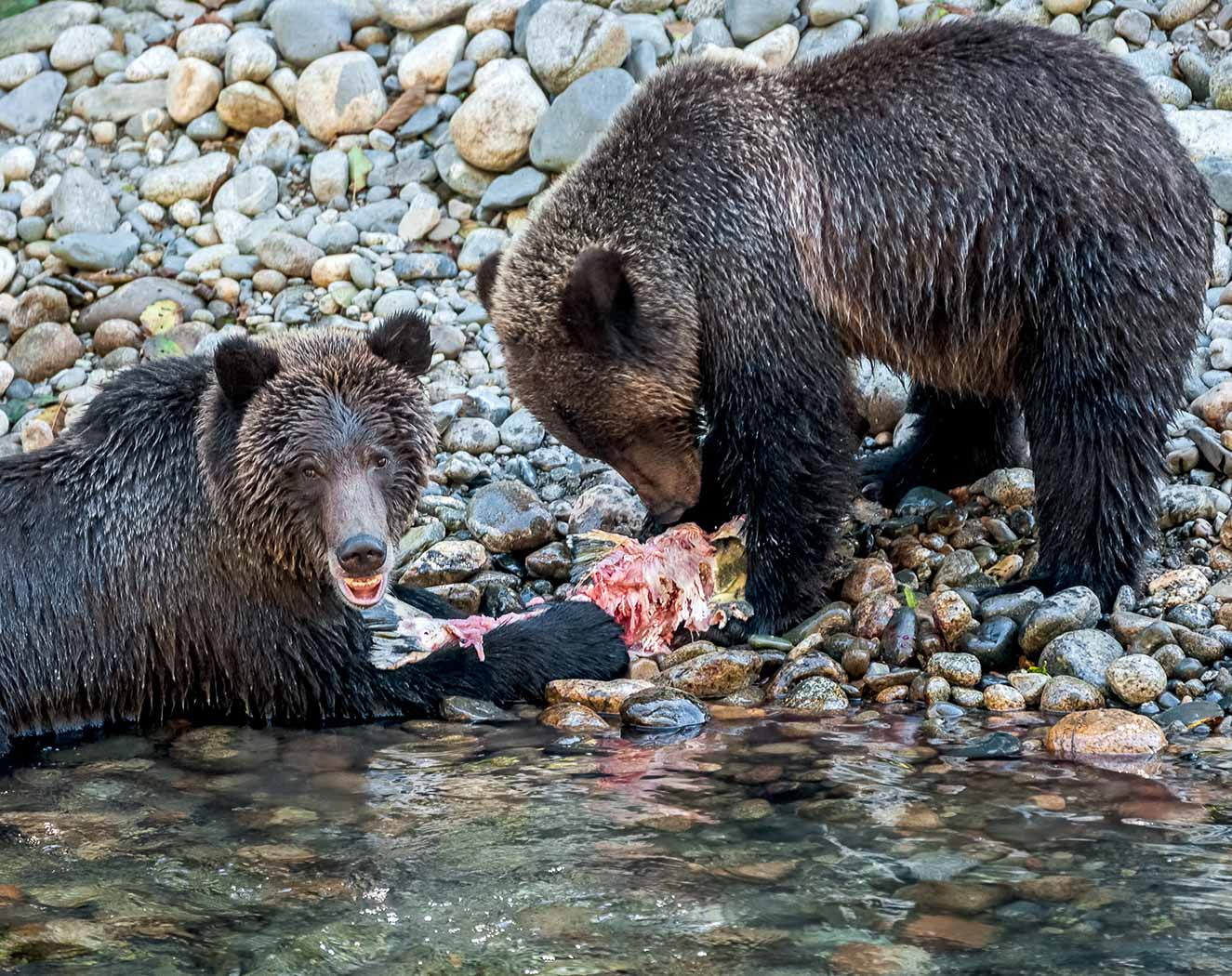 Grizzly Cubs Share the Catch<br>Rachel Penney<br>Celebration of Nature 2015<br>Points: 22.3