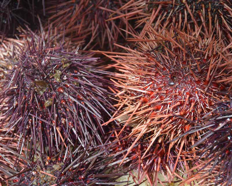 Donna EinarssonDecember 2015 Evening FavouritesTheme: Who Is it?Sea Urchins3rd