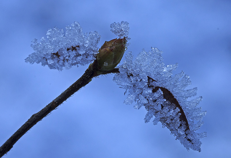 Don Brown Ice Crystals