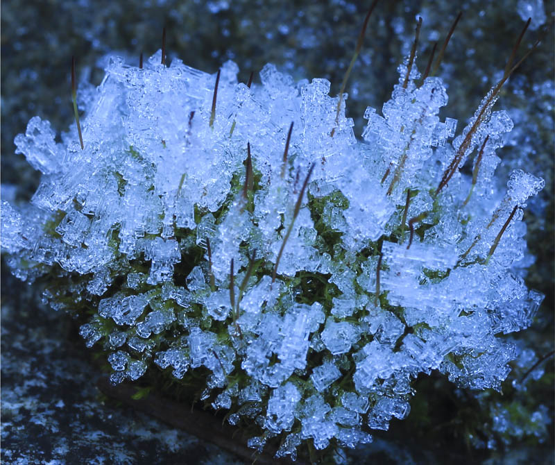 Don Brown Iced Moss
