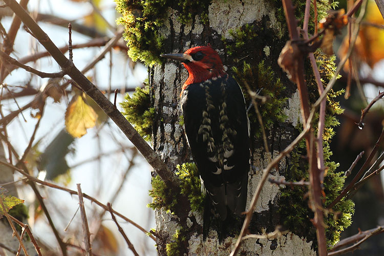 Wilma HarvieRed Breasted Sapsucker