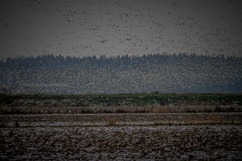 carl erland Thousands of Snow Geese