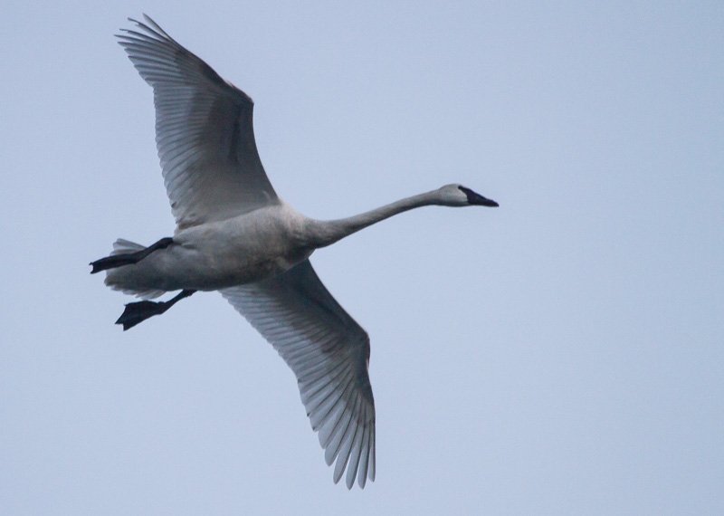 carl erland Fog Filled Swan Approach 