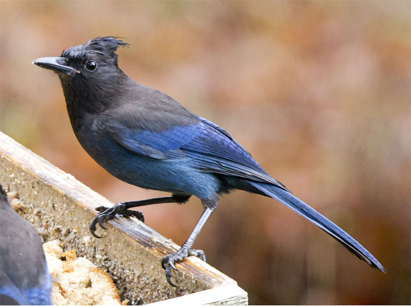 Don Brown Stellar's Jay at feeder