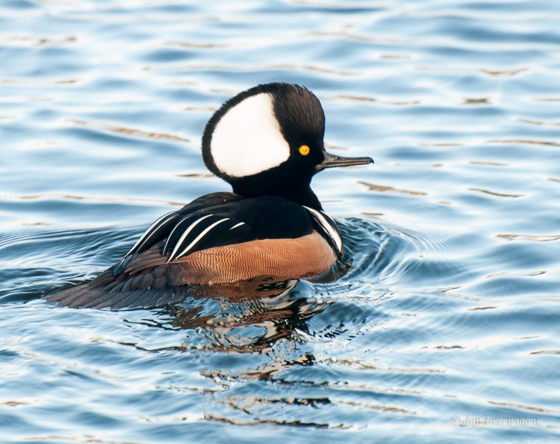 Jan HeerwagenHooded Merganser