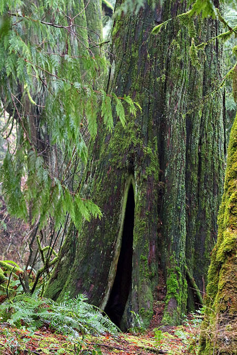 Wilma HarvieGiant Cedars