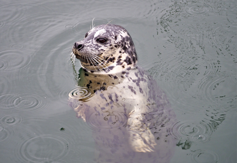 Don BrownTreading Water