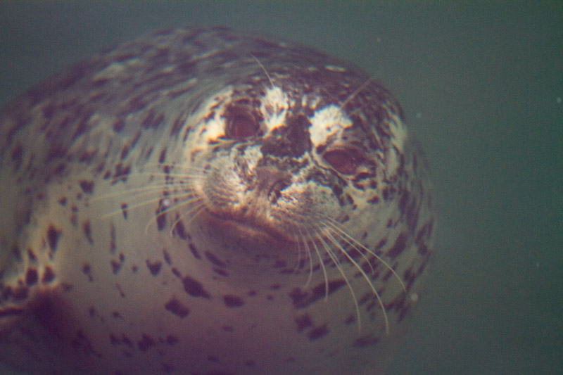 Carl ErlandUnder Water