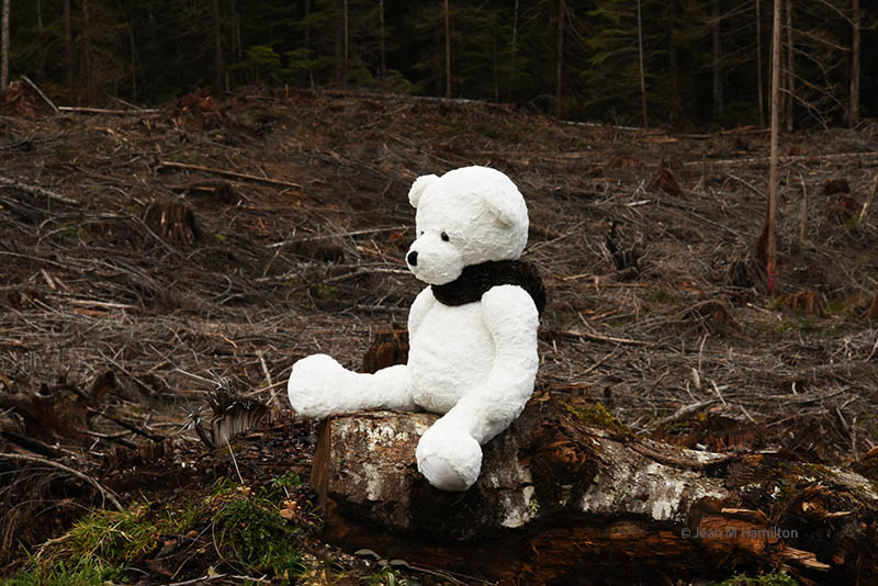 Jean M Hamilton  Beware Polar Bear Country  Vancouver Island, BC