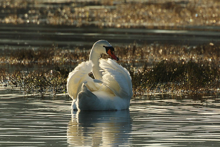 Wilma HarvieMute swan