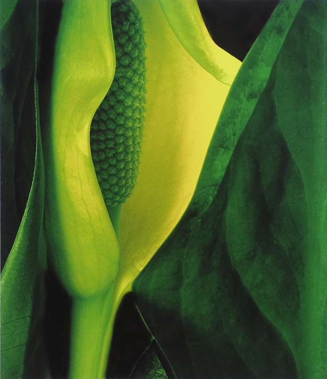 First Sign of Spring - John Dufton - CAPA 2016 Pacific Zone Print Competition - Points: 23