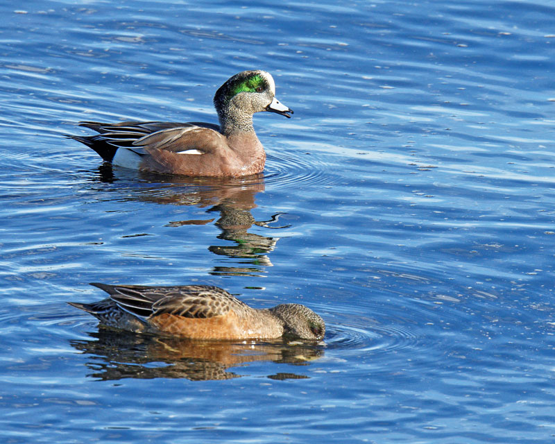 M.E.RosenPair Of American Wigeons